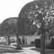 Trimmed Trees (B&W)