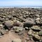 Rincon Point at low tide