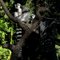 MICKE GROVE ZOO