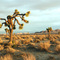 Desert Scene at Sunset