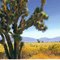 Joshua tree and my world on a clear day