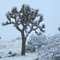 Desert snow