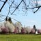 Spring blossoms in the country