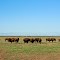 The Bison Of Colusa County