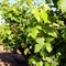 Jessie's Grove Winery