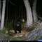 Black Bear