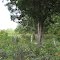 Historic Ferguson Family Cemetary