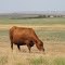 Cow on Pawnee Grassland