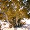 ancient juniper