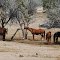 Fort Royal Horses