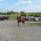 Horse Country-Flickerwood
