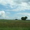 Tree and field near 436th