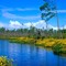 Pine flatwoods pond with Bidens, Tiger Bay SF