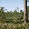 Wiregrass Prairie Preserve