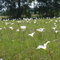 Rain Lillies in Bloom
