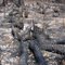 Palmetto stems after a wildfire