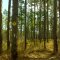 Bear Lake Trail