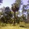 Bellelandville Palm planted in 1930 by community founder