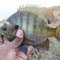 Sunfish