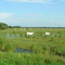 Cows along Route 72