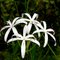 String Lily near Horse Creek