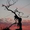 Tree with  moss at sunset