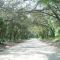 canopy road, 24th st rd se, Ocala National Forest, Florida (4-15-2007)