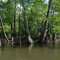 Pond Cypress Trees Along Stick Creek