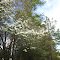 Dogwoods