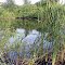 Pond