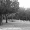 The Old Graveyard