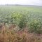 Field 1