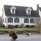 Felton , turkeys in the road
