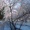 nICE Tree