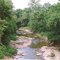 Leatherwood