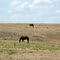2011, Cimarron, KS, USA - pasture along Rte 50