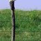 Being raised among farming types in SW Kansas, you'd think I would know the purpose of boots on fence posts. I have no clue why they do that.