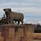 Hereford bull, limestone sculpture by Pete Felten, Hays, KS