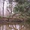 Wild Crawling Oak