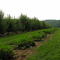 J H STEPP FARM'S HILLCREST ORCHARD