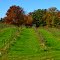 Apple Orchard