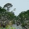 Egret rookery