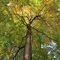 Maple Synapses Firing Gold and Green