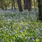 Blue Bells along the creek