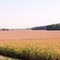 Cornfields Forever
