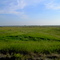 The Great Green Prairie