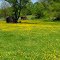 Rover Mill Buttercups