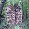 Bush Forest Chapel ruins