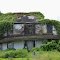 House covered with ivy