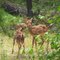 Fawns